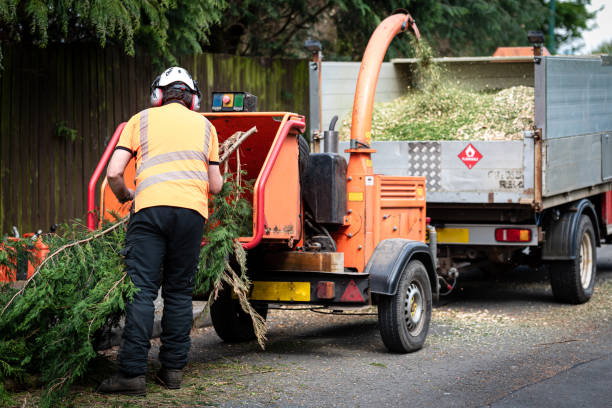 Best Local Tree Services  in Cokato, MN